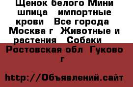 Щенок белого Мини шпица , импортные крови - Все города, Москва г. Животные и растения » Собаки   . Ростовская обл.,Гуково г.
